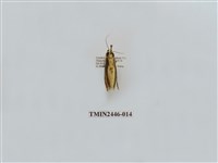 藏品(雙帶長苔蛾)的圖片